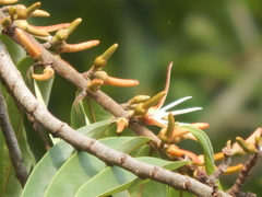 Xylopia aromatica