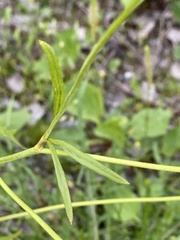 Ranunculus polyanthemos