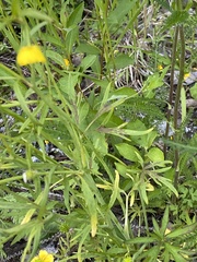 Ranunculus polyanthemos