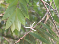 Xylopia aromatica
