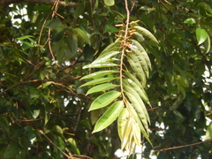 Xylopia aromatica