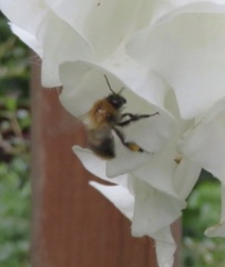 Bombus