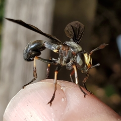 Physocephala floridana