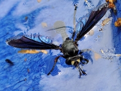 Physocephala floridana