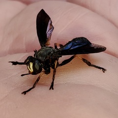 Physocephala floridana