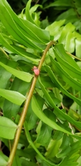 Dysdercus suturellus