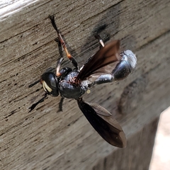 Physocephala floridana