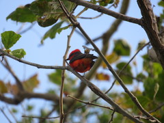 Pyrocephalus rubinus