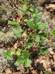 Rubus setosus