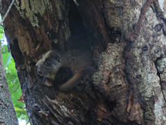 Isothrix bistriata