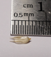 Sesleria sadleriana