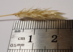 Sesleria sadleriana