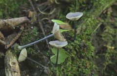 Entoloma cyanulum