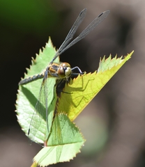 Leucorrhinia proxima