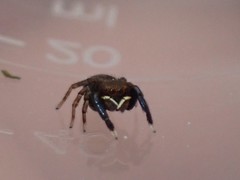 Euophrys frontalis