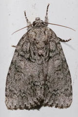 Acronicta retardata