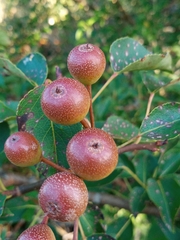 Pyrus cordata