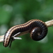Striped Millipede - Photo (c) Bogdan Mazur, some rights reserved (CC BY-NC), uploaded by Bogdan Mazur