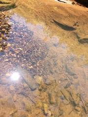 Notropis lutipinnis