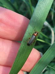 Cantharis lateralis