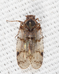Cixius coloepeum