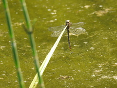 Phanogomphus lividus
