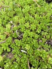 Sedum sarmentosum