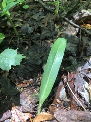 Platanthera clavellata