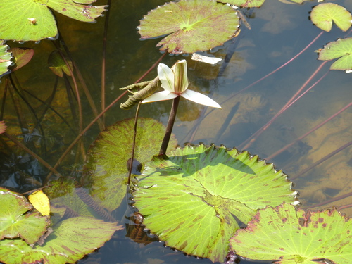 Egyptian white water-lily