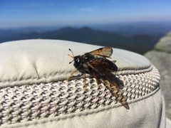 Trichiosoma triangulum