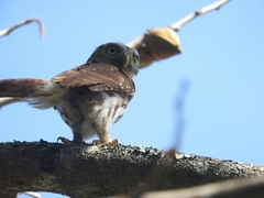 Glaucidium