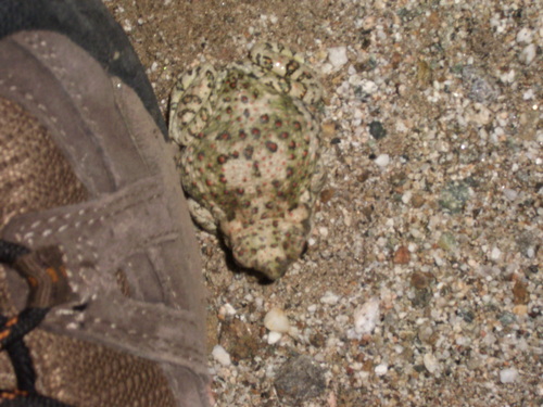 iNaturalist observation photo of Red-spotted Toad