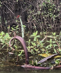 Crocothemis servilia