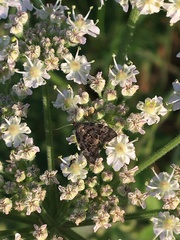 Anthophila fabriciana
