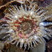 Anthopleura artemisia - Photo (c) kayakmak, μερικά δικαιώματα διατηρούνται (CC BY-NC), uploaded by kayakmak
