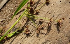 Rhynchospora corymbosa