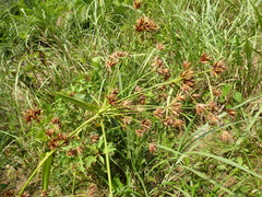 Rhynchospora corymbosa