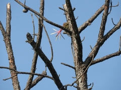 Tillandsia streptophylla