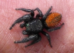 Phidippus ardens