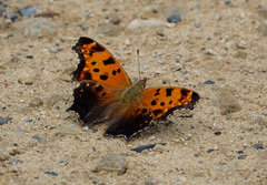 Polygonia comma