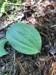 Platanthera orbiculata