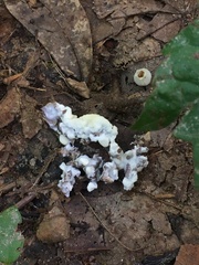 Sebacina sparassoidea