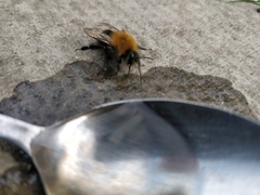 Bombus hypnorum