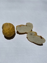 Leucogaster rubescens