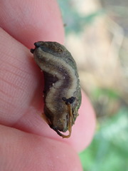 Tandonia budapestensis