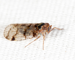 Cixius coloepeum