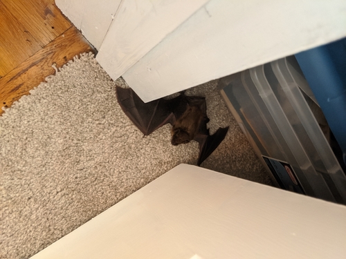 Big Brown Bat photographed in Missouri