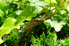 Anacridium aegyptium