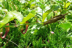 Anacridium aegyptium