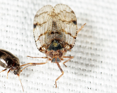 Cixius coloepeum